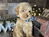 Tom, a male Maltipoo for sale in San Antonio, TX – 3 of 7