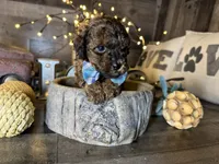 Magnus, a male Maltipoo for sale in San Antonio, TX – 8 of 9