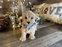 Carter , a male Maltipoo for sale in San Antonio, TX – 4 of 5
