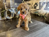 Nala, a female Maltipoo for sale in San Antonio, TX – 3 of 7