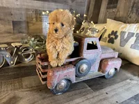 Bella, a female Maltipoo for sale in San Antonio, TX – 3 of 7