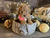 Tiny, a female Maltipoo for sale in San Antonio, TX – 4 of 7
