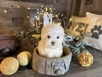 Tiny , a female Maltipoo for sale in San Antonio, TX – 5 of 6