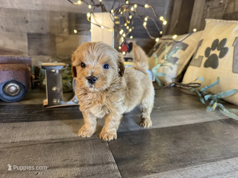 Clifford  – Maltipoo puppy for sale in San Antonio, TX