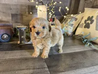 Clifford , a male Maltipoo for sale in San Antonio, TX – 1 of 7