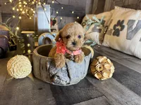 Shine, a female Maltipoo for sale in San Antonio, TX – 3 of 5