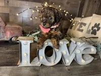 Tiffany , a female Maltipoo for sale in San Antonio, TX – 1 of 9