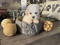 Snoopy , a male Maltipoo for sale in San Antonio, TX – 6 of 8