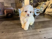Woody, a female Maltipoo for sale in San Antonio, TX – 2 of 7