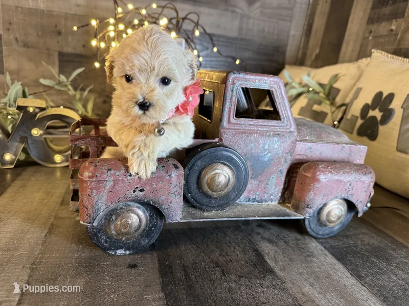 Ruby – Maltipoo puppy for sale in San Antonio, TX