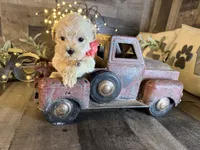 Ruby, a female Maltipoo for sale in San Antonio, TX – 1 of 6