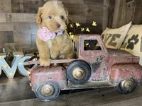 Mía , a female Maltipoo for sale in San Antonio, TX – 4 of 7