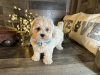 Bear, a male Maltipoo for sale in San Antonio, TX – 2 of 6