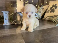 Elsa, a female Maltipoo for sale in San Antonio, TX – 3 of 8