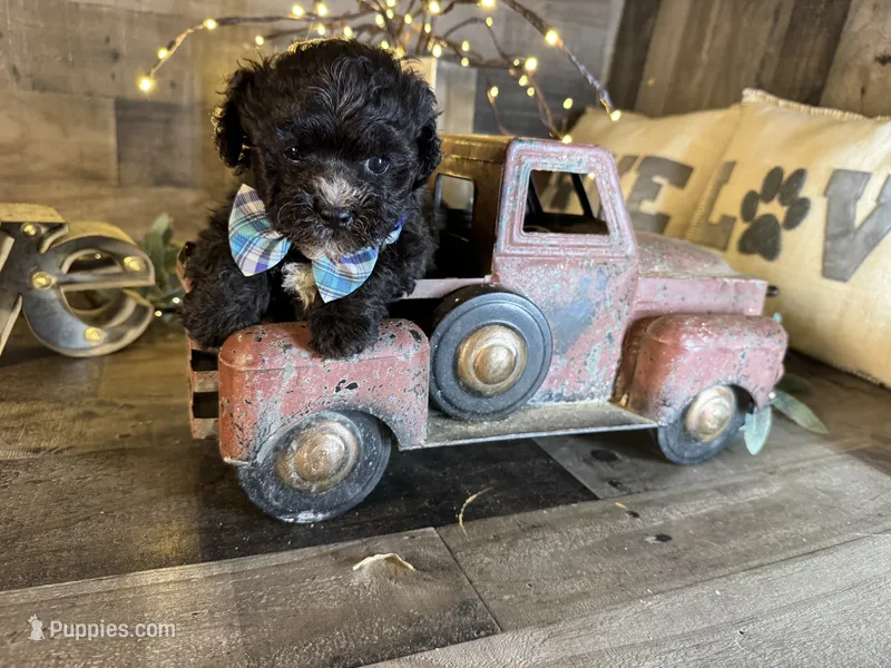 Blackie  – Maltipoo puppy for sale in San Antonio, TX