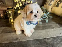 Olaf, a male Maltipoo for sale in San Antonio, TX – 4 of 6