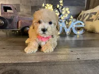 Nala, a female Maltipoo for sale in San Antonio, TX – 2 of 7