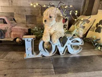 Teddy, a male Maltipoo for sale in San Antonio, TX – 5 of 8