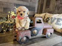 Shine, a female Maltipoo for sale in San Antonio, TX – 7 of 7