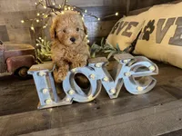 Moana , a female Maltipoo for sale in San Antonio, TX – Photo 6 of 6