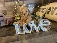 Moana , a female Maltipoo for sale in San Antonio, TX – Photo 1 of 6