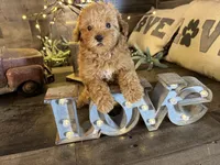 Moana , a female Maltipoo for sale in San Antonio, TX – Photo 4 of 6