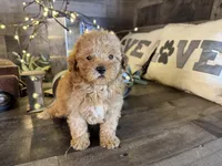 Moana , a female Maltipoo for sale in San Antonio, TX – Photo 2 of 6