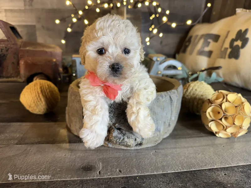 Sky – Maltipoo puppy for sale in San Antonio, TX