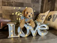 Simba, a male Maltipoo for sale in San Antonio, TX – 2 of 6