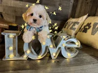 Olaf, a male Maltipoo for sale in San Antonio, TX – 5 of 6