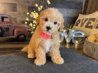 Tiffany , a female Maltipoo for sale in San Antonio, TX – 4 of 5