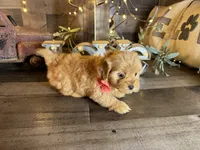 Shimmer, a female Maltipoo for sale in San Antonio, TX – 6 of 7