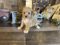 Nala , a female Maltipoo for sale in San Antonio, TX – 5 of 8