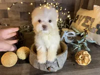 Tiny , a female Maltipoo for sale in San Antonio, TX – 4 of 6