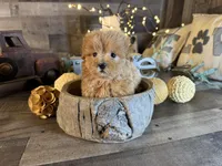 Bella, a female Maltipoo for sale in San Antonio, TX – 4 of 7