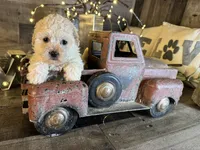 Sky, a female Maltipoo for sale in San Antonio, TX – 5 of 5