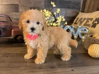 Tiffany , a female Maltipoo for sale in San Antonio, TX – 3 of 5