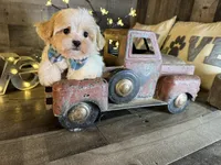 Olaf, a male Maltipoo for sale in San Antonio, TX – 6 of 6