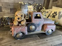 Clifford , a male Maltipoo for sale in San Antonio, TX – 7 of 7