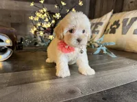 Luna, a female Maltipoo for sale in San Antonio, TX – 3 of 5
