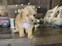 Mía , a female Maltipoo for sale in San Antonio, TX – 3 of 7