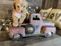 Mía , a female Maltipoo for sale in San Antonio, TX – 7 of 7