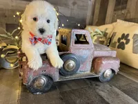 Olaf, a male Maltipoo for sale in San Antonio, TX – 3 of 6
