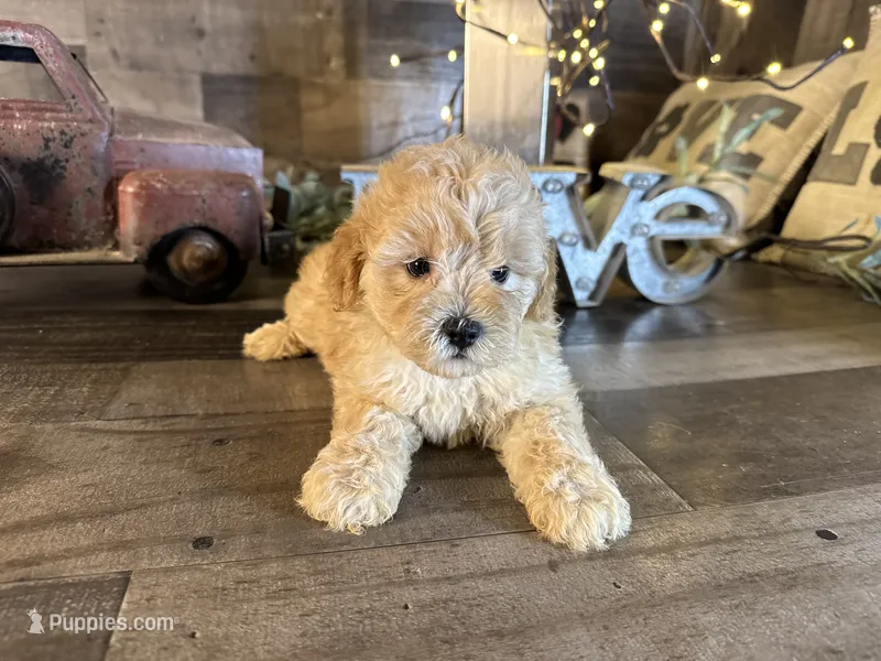 Teddy – Maltipoo puppy for sale in San Antonio, TX