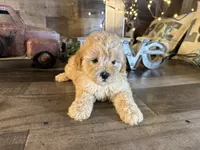 Teddy, a male Maltipoo for sale in San Antonio, TX – 1 of 8