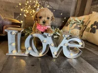 Shine, a female Maltipoo for sale in San Antonio, TX – 4 of 5