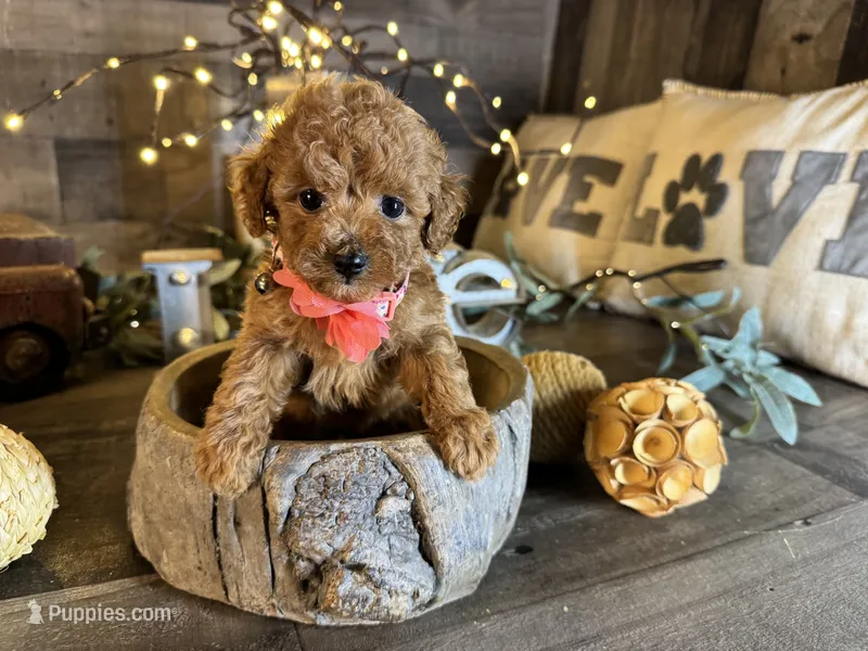 Nala – Maltipoo puppy for sale in San Antonio, TX