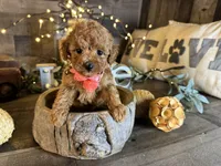 Nala, a female Maltipoo for sale in San Antonio, TX – 1 of 7