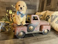 Snoopy, a male Maltipoo for sale in San Antonio, TX – 3 of 6