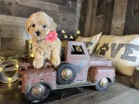 Sassy , a female Maltipoo for sale in San Antonio, TX – 3 of 5